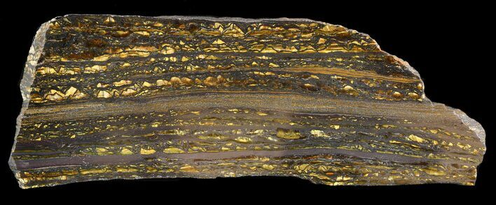 Polished Tiger Iron Stromatolite - ( Billion Years) #46803